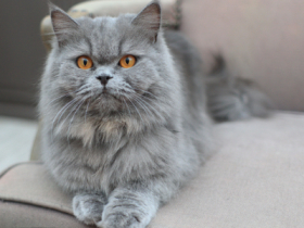Discover the Majesty of Persian Cats: Why Unique Blue Cattery is Your Trusted Breeder